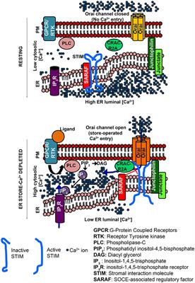 Regulation of Store-Operated Ca2+ Entry by Septins